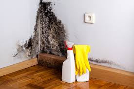 Trusted Hanamaulu, HI Mold Remediation Experts